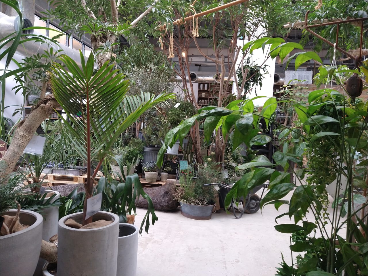 横浜市金沢区 インテリアとガーデニングのお店 Garage Living With Plants 号外net 横浜市磯子区 金沢区