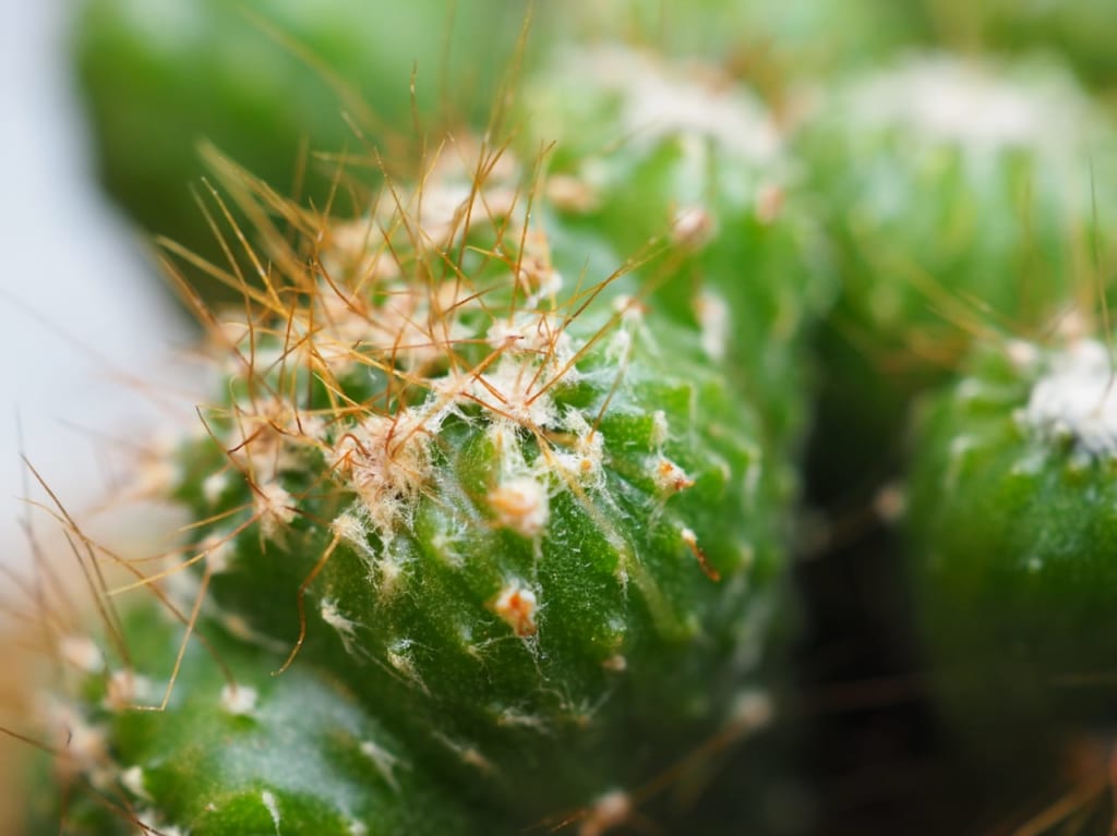 【横浜市金沢区】インテリアとガーデニングのお店 garage -Living with plants- | 号外NET 横浜市磯子区・金沢区