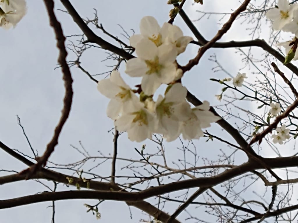 桜のつぼみ
