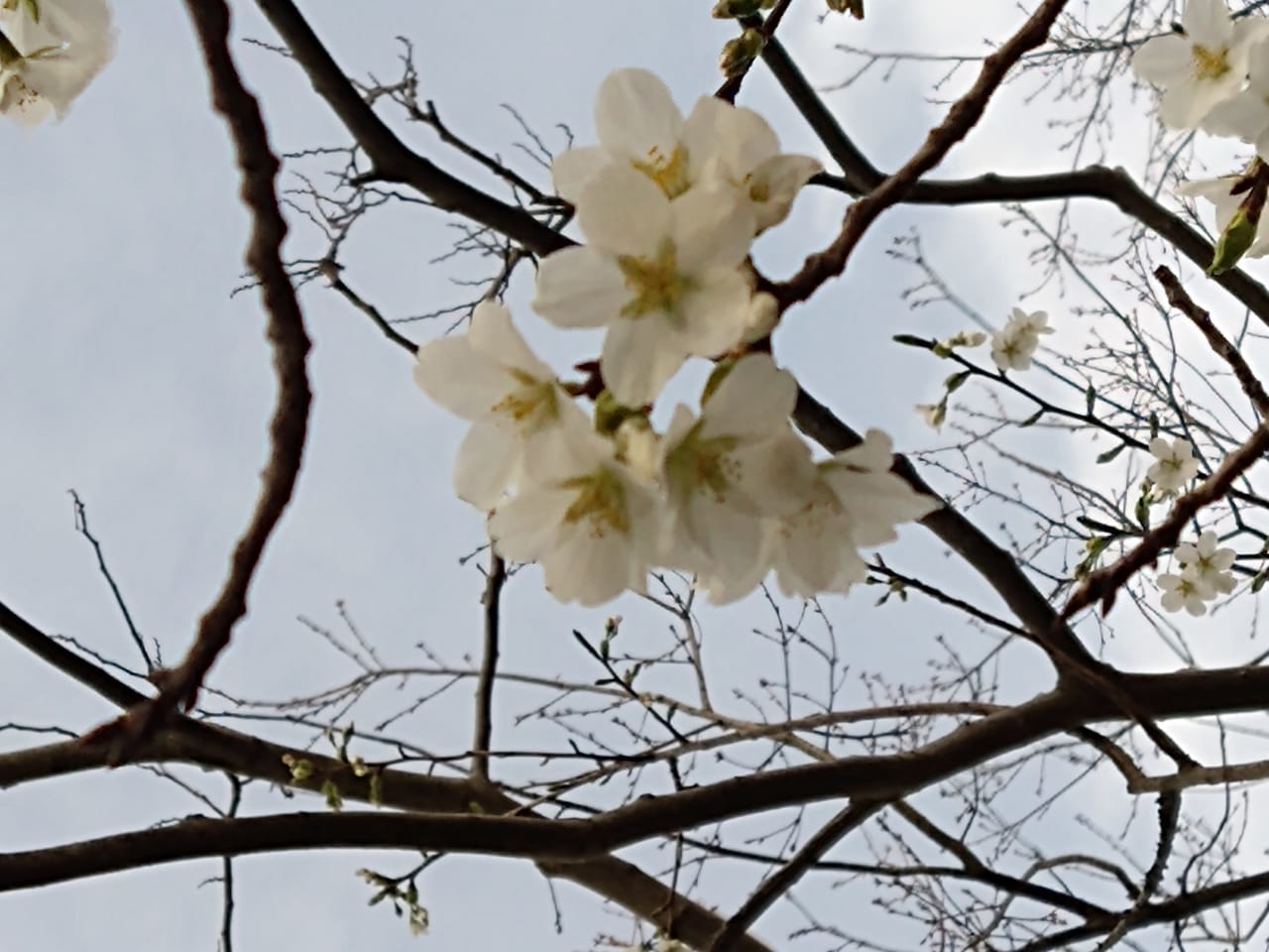 桜のつぼみ