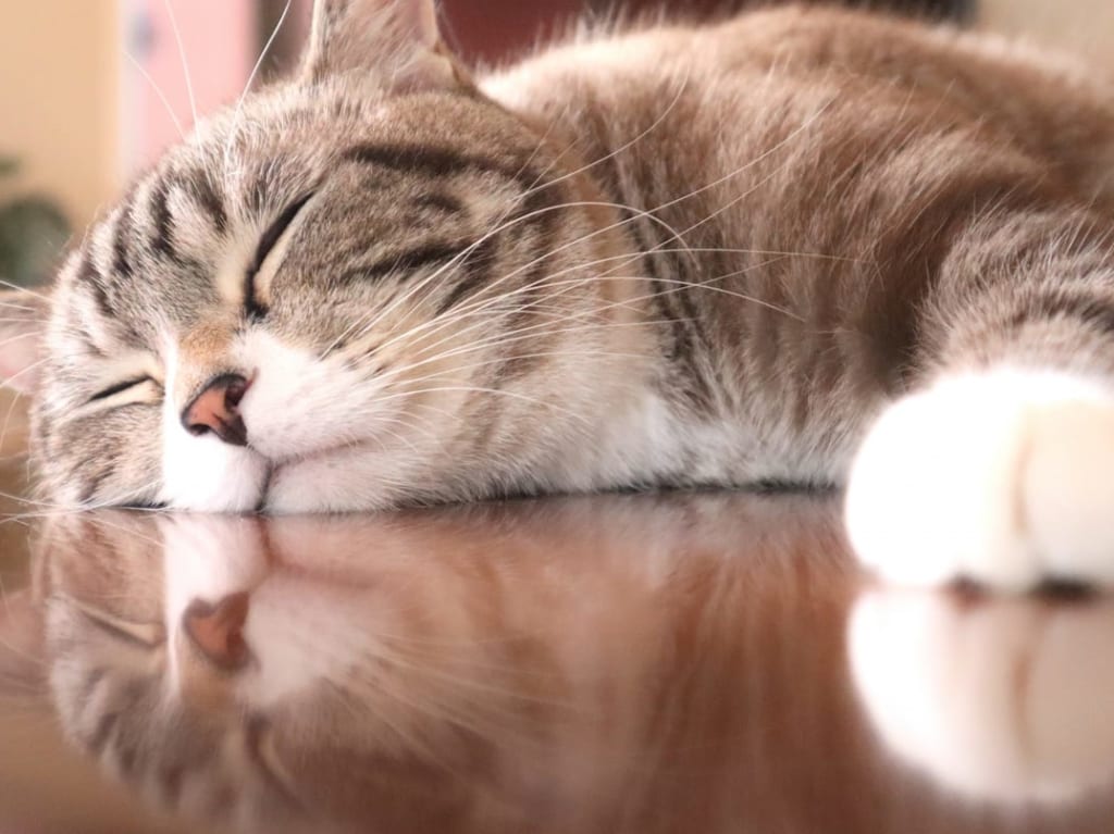 ねこイメージ