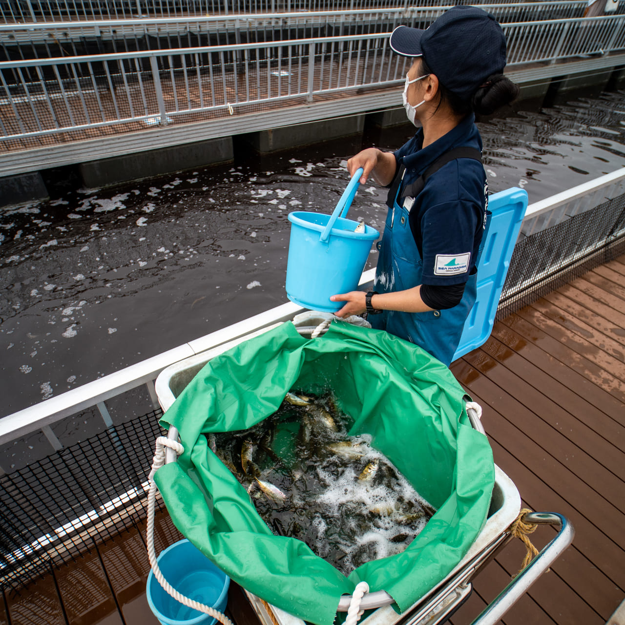 横浜市金沢区 横浜 八景島シーパラダイスの うみファーム にオープン前に潜入 その1 真鯛を釣るぞ 編 号外net 横浜市磯子区 金沢区