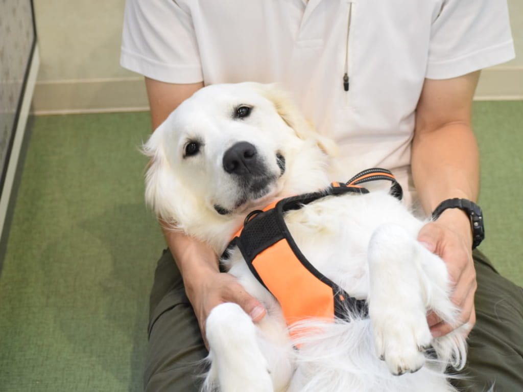 犬