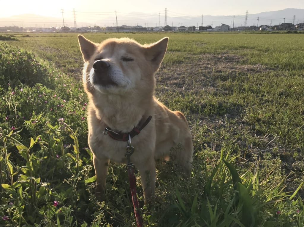 シニア犬