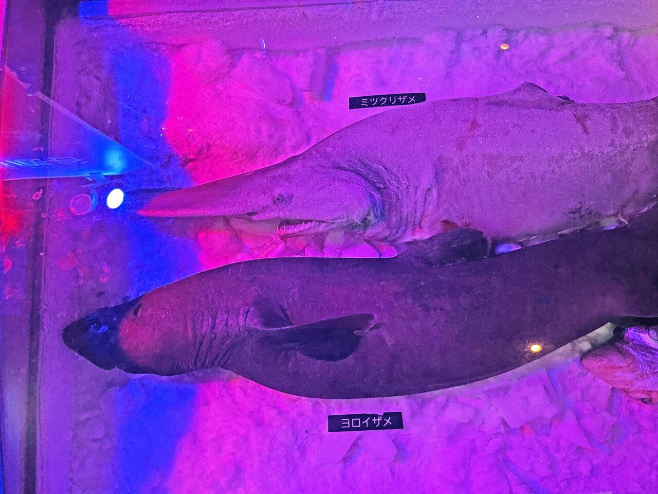 シーパラ サメ博２０２６