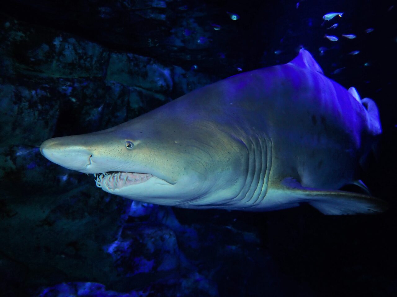 シーパラ サメ博２０２６