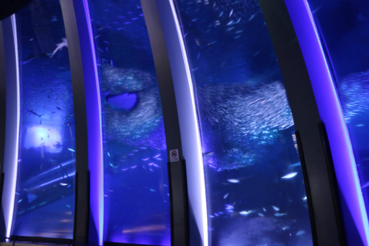 スーパーイワシイリュージョン