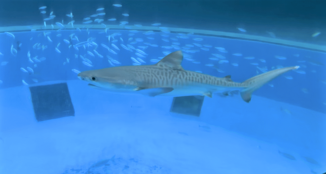 シーパラ サメ博２０２６