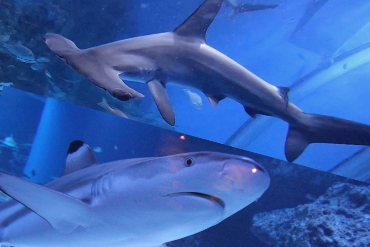 シーパラ サメ博２０２６