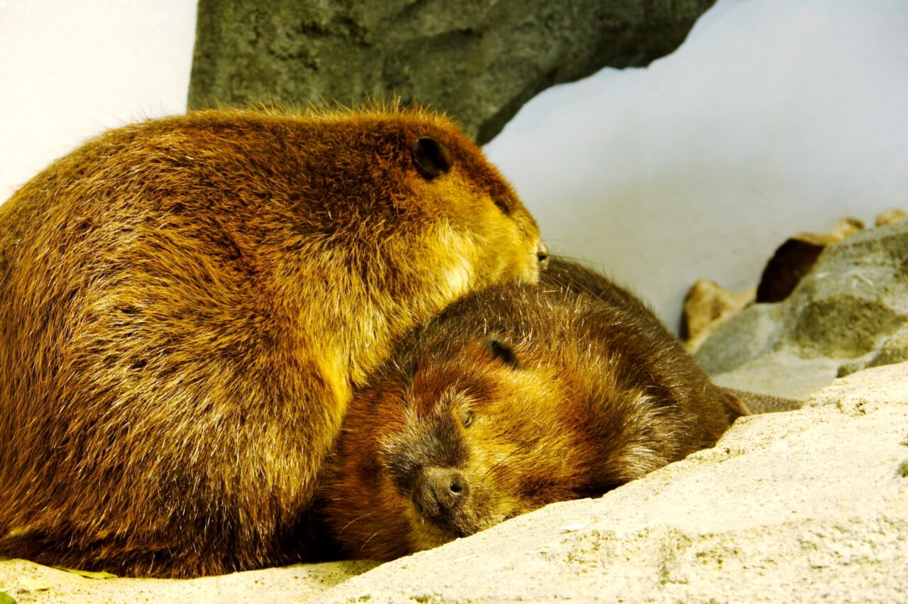 アメリカンビーバー
