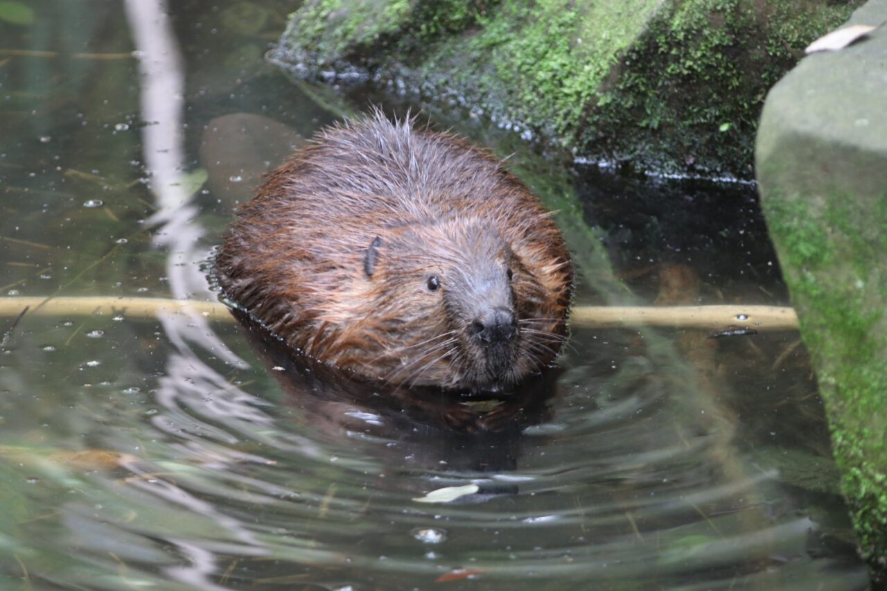 アメリカンビーバー