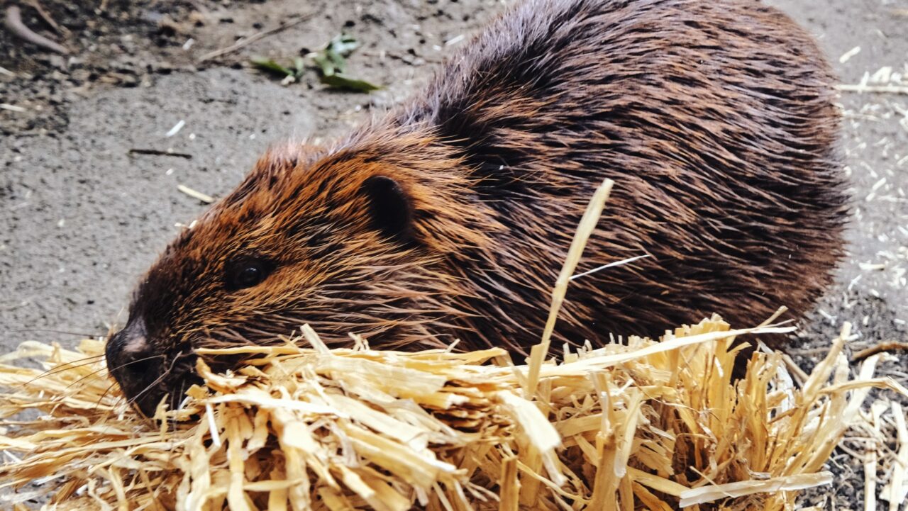 アメリカンビーバー