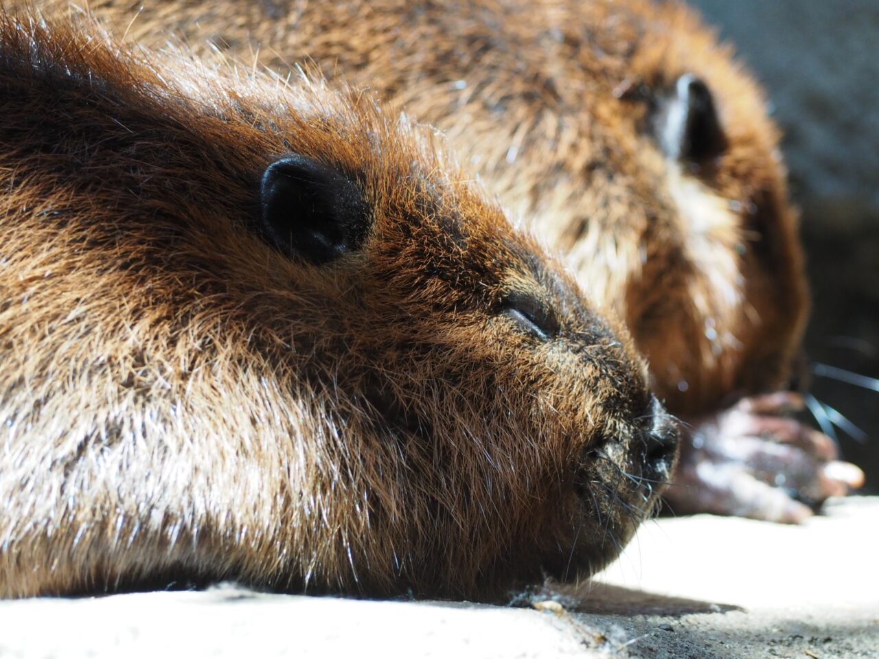 アメリカンビーバー