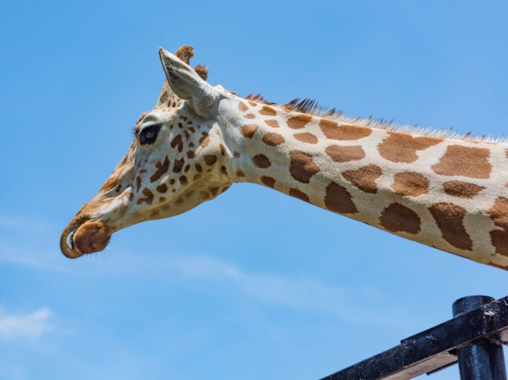 キリン