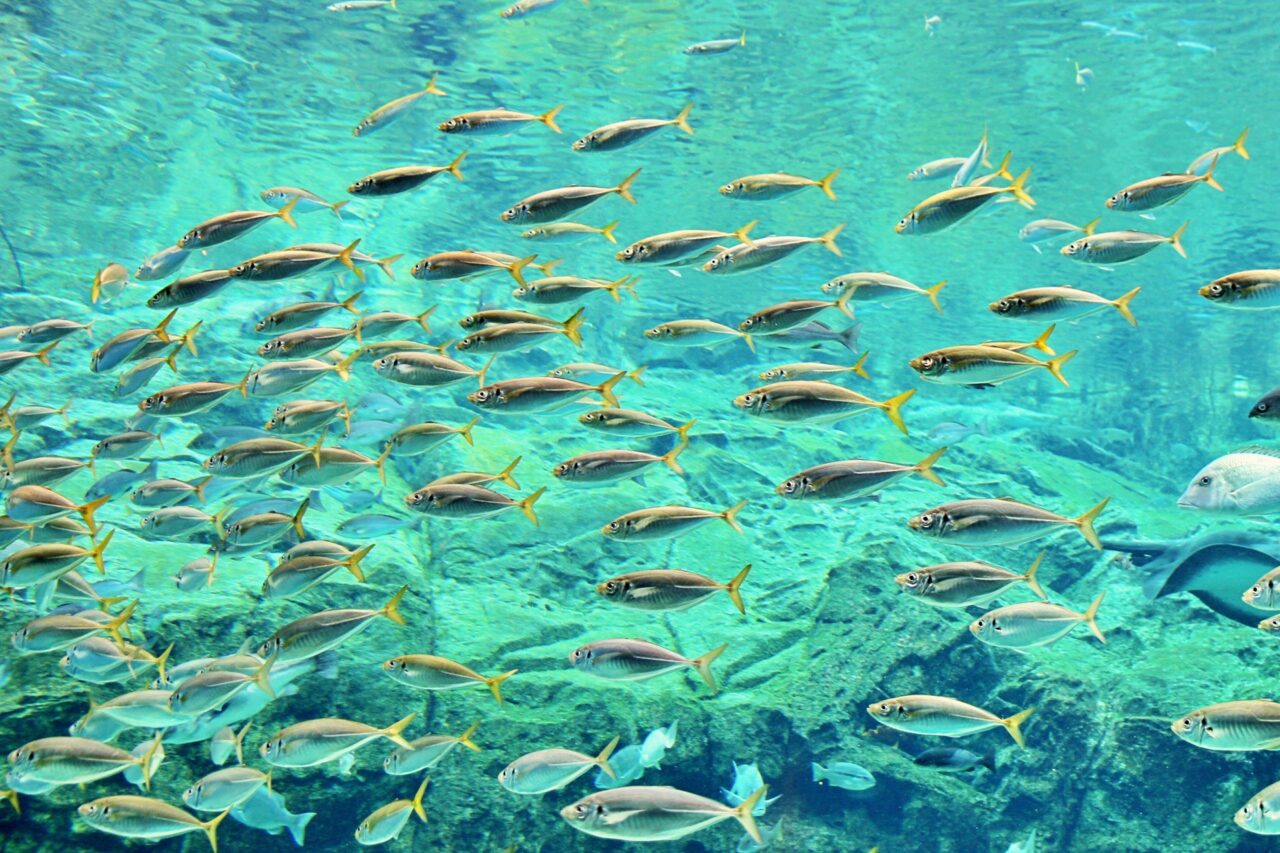水族館