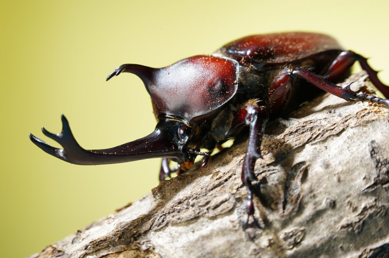 カブトムシ
