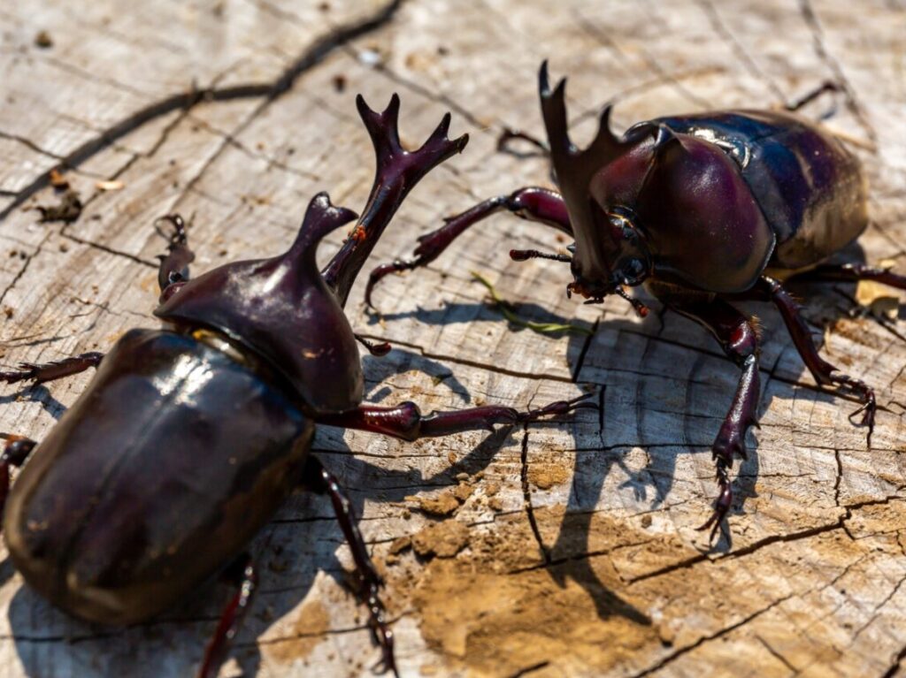 カブトムシ