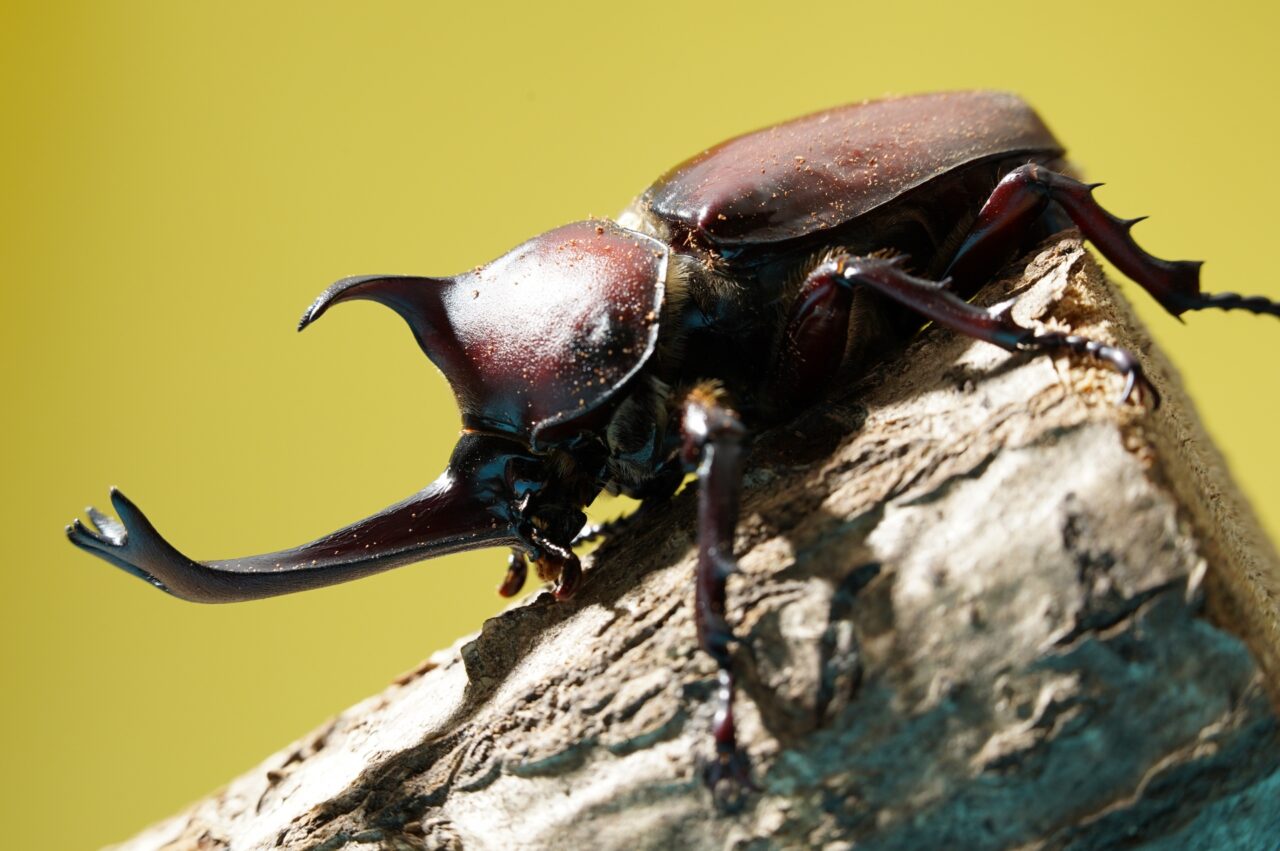カブトムシ