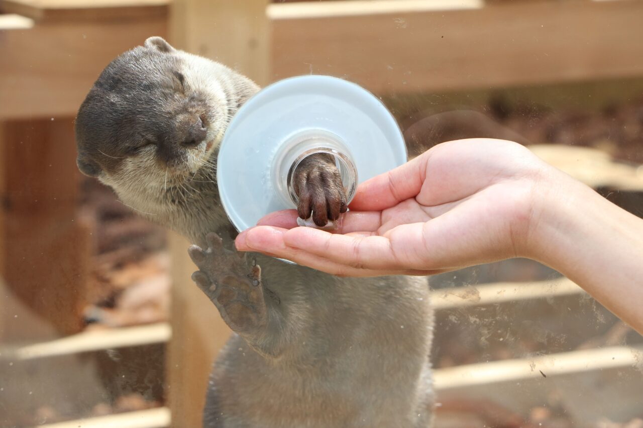 コツメカワウソ