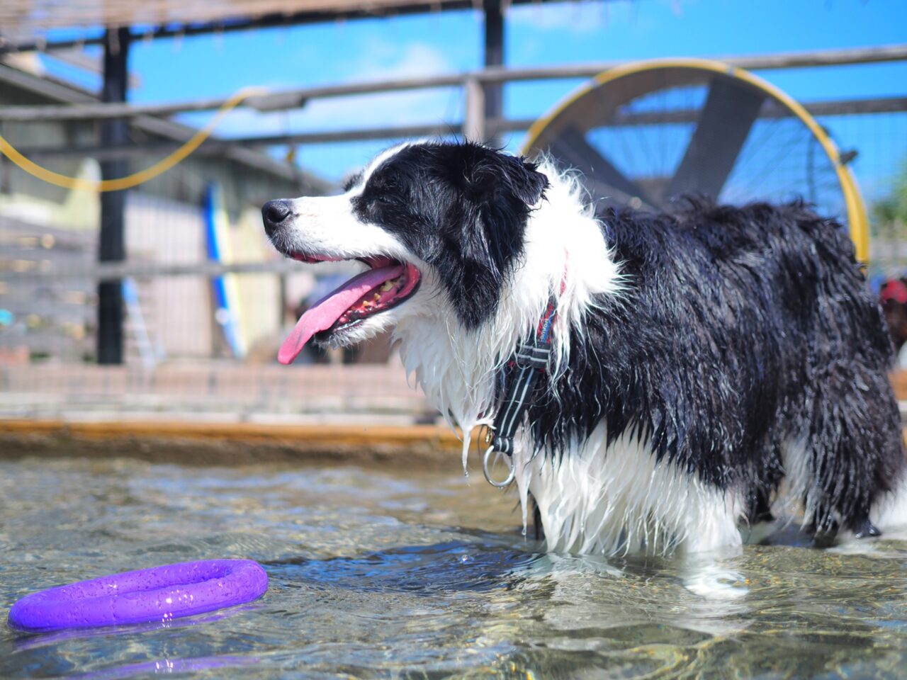 犬
