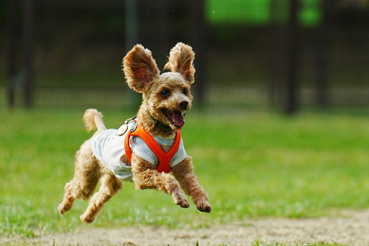 犬