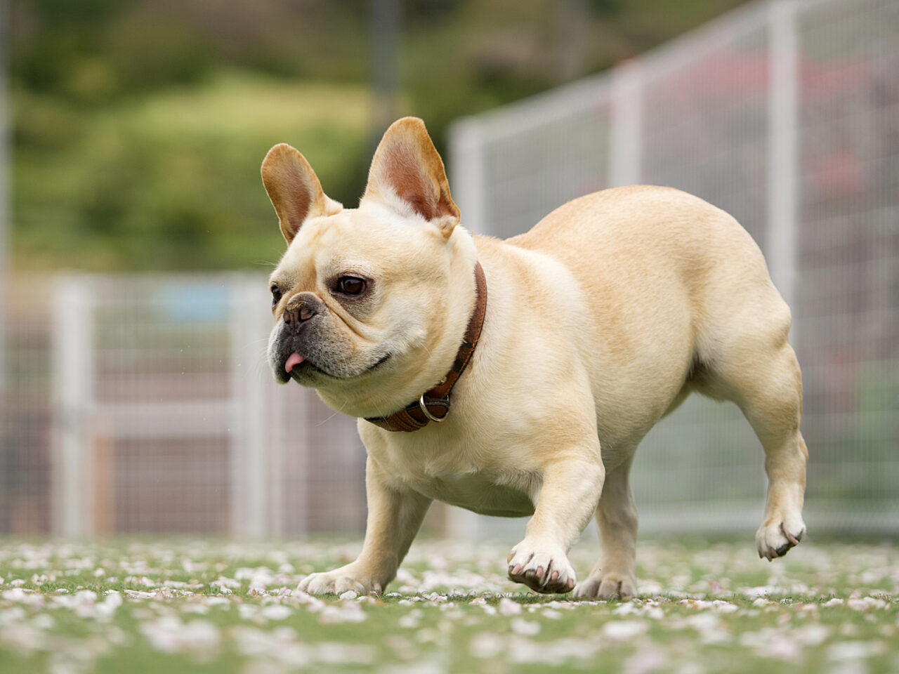 犬