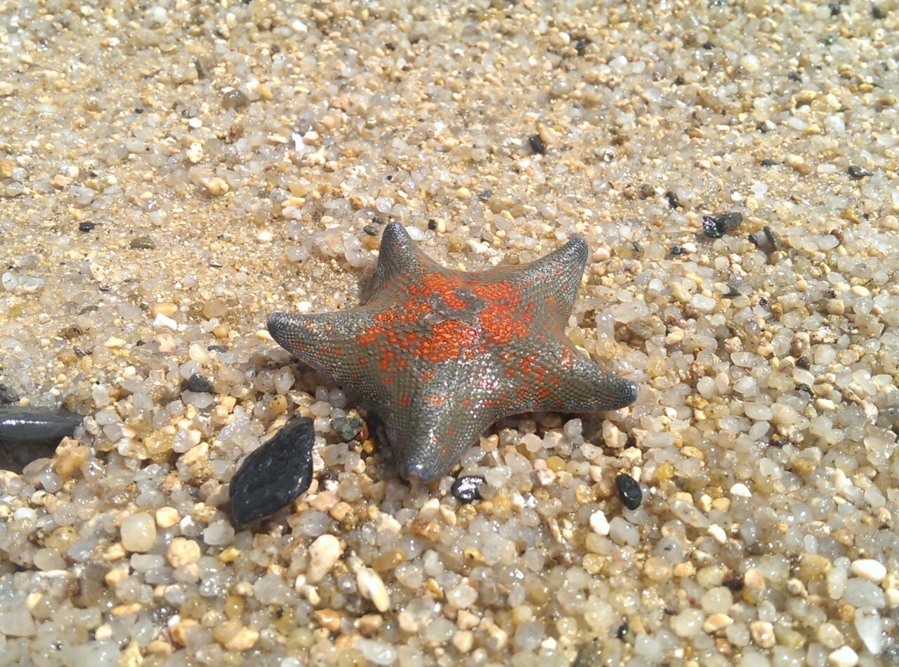 ヒトデ