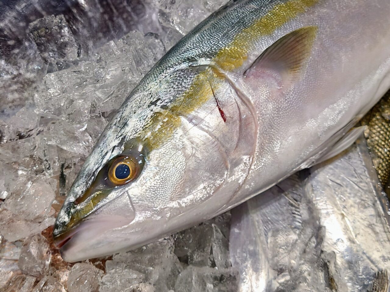 魚