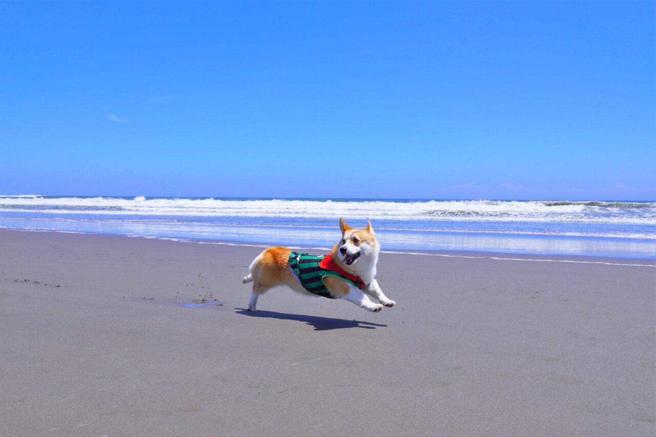 犬