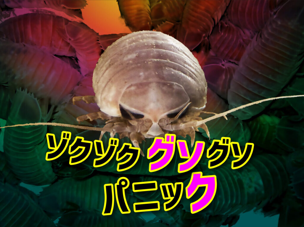 オオグソクムシ