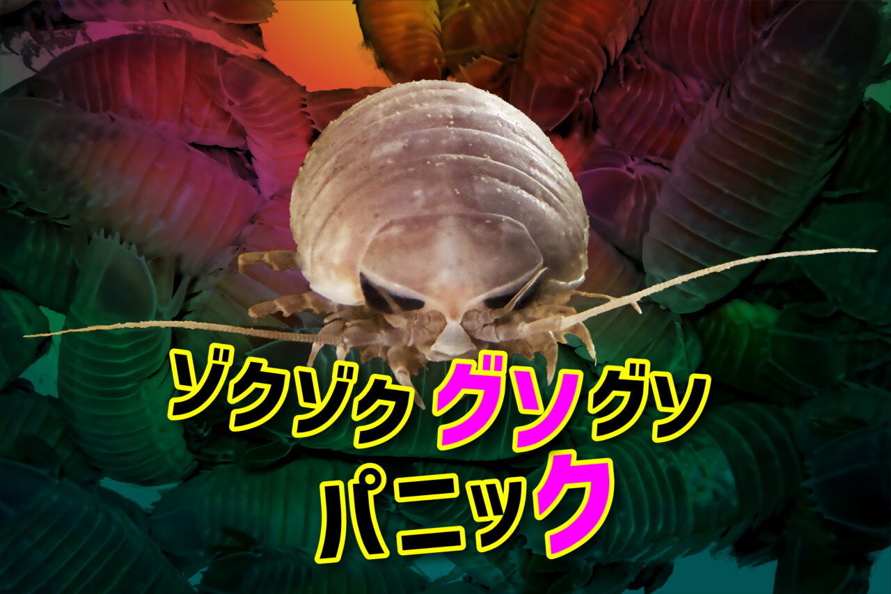 オオグソクムシ
